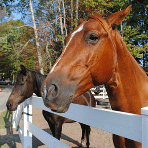 Horseback Riding Camp