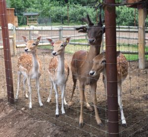 Lewis Farms & Petting Zoo near Muskegon Ludington