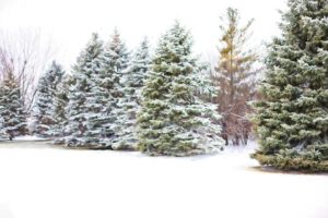 Christmas Tree Farm near Muskegon